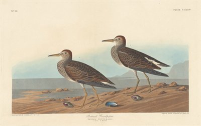 Piro-piro pettorale, 1836 da Robert Havell