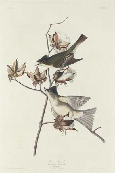 Pigliamosche Pewit, 1831 da Robert Havell
