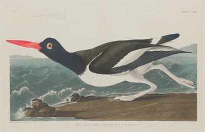 Pied Oyster-Catcher da Robert Havell