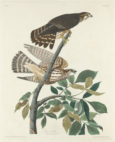 Falco piccione da Robert Havell