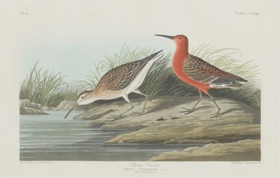 Piviere pigmeo, 1835 da Robert Havell