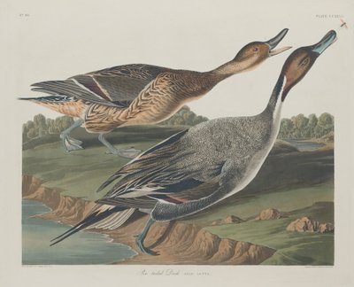 Anatra codone da Robert Havell