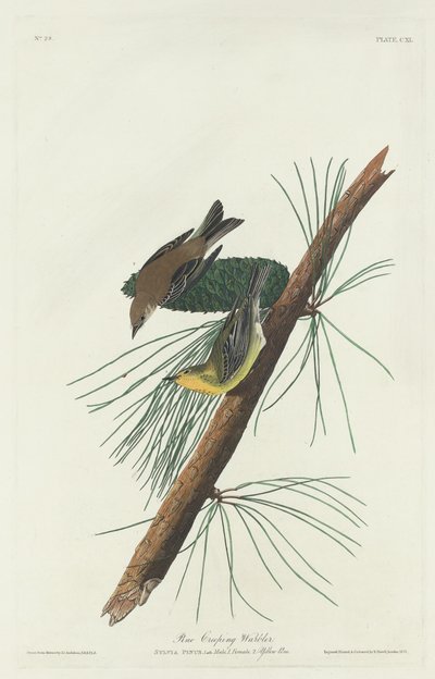 Parula dei Pini, 1832 da Robert Havell
