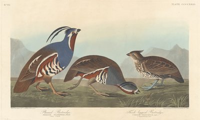 Pernice piumata e pernice dalle gambe spesse da Robert Havell
