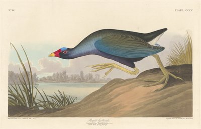 Gallinula Porpora, 1836 da Robert Havell