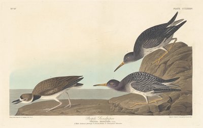 Piro piro violetto, 1835 da Robert Havell
