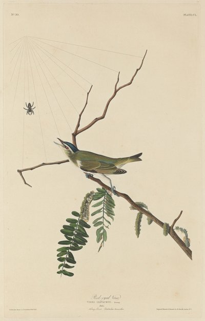 Vireo dagli occhi rossi da Robert Havell