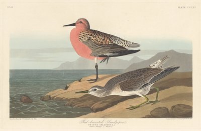 Piro-piro dal Petto Rosso da Robert Havell