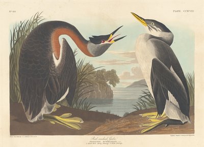 Svasso collorosso, 1836 da Robert Havell