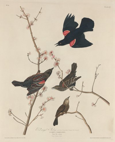 Storno dalle ali rosse, 1829 da Robert Havell