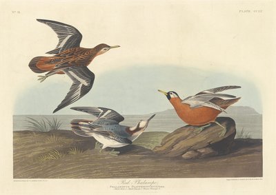 Falaropo rosso, 1835 da Robert Havell