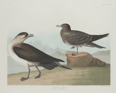 Jager di Richardson da Robert Havell