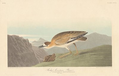 Piviere delle Montagne Rocciose da Robert Havell
