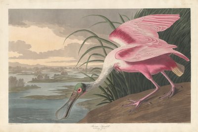 Spatola rosata da Robert Havell