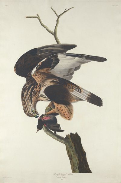Falco dalle zampe rugose da Robert Havell