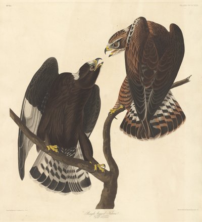 Falco zampegrigie da Robert Havell