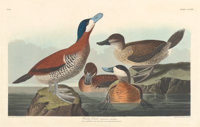 Anatra rossa da Robert Havell