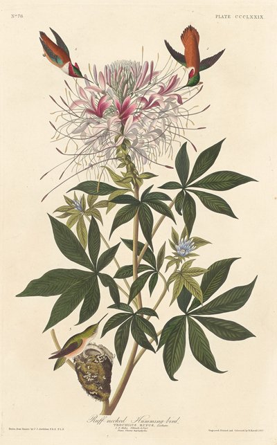 Colibrì dal collo ruvido da Robert Havell