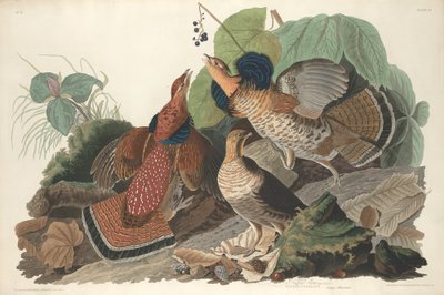 Gallo cedrone, 1828 da Robert Havell