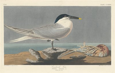 Sterna di Sandwich, 1835 da Robert Havell