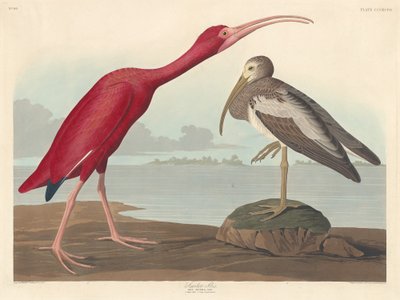 Ibis scarlatto da Robert Havell