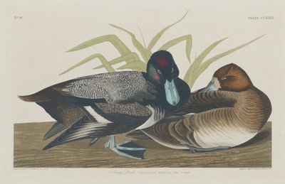 Anatra Scaup, 1834 da Robert Havell