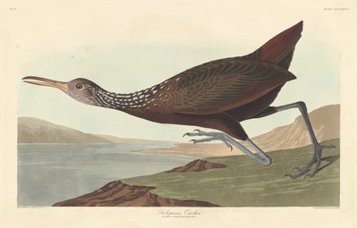 Scolopaceus Courlan, 1837 da Robert Havell