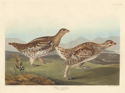 Gallo codalunga da Robert Havell