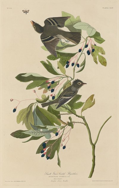 Piccolo pigliamosche crestato verde da Robert Havell