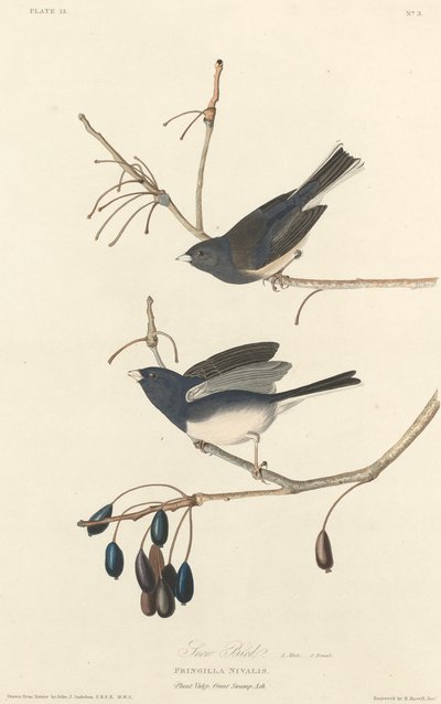 Uccello della neve da Robert Havell
