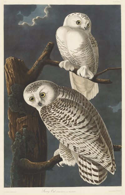 Gufo delle nevi, 1831 da Robert Havell