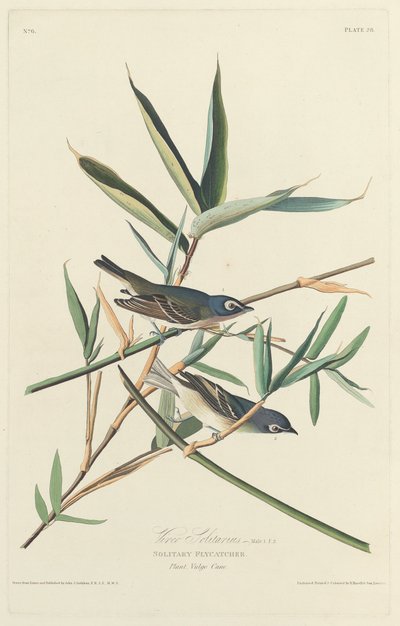 Pigliamosche solitario, 1828 da Robert Havell