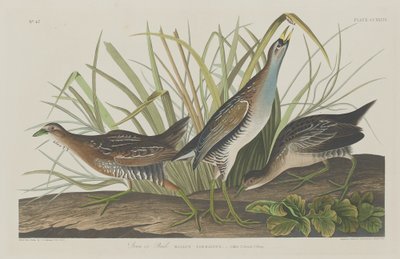 Sora o Rail, 1834 da Robert Havell