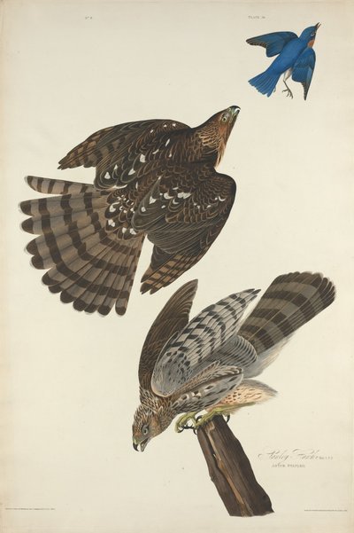 Stanley Hawk, 1828 da Robert Havell