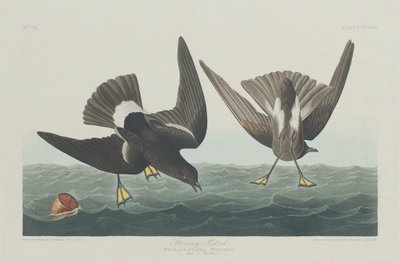 Uccello delle Tempeste da Robert Havell