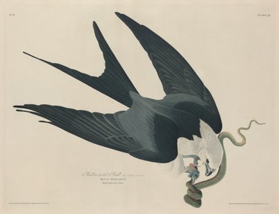 Falco codaswallow, 1829 da Robert Havell