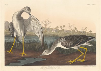 Godwit spione, 1836 da Robert Havell