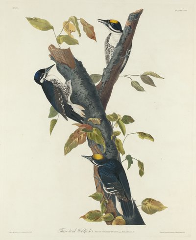 Picchio tridattilo da Robert Havell