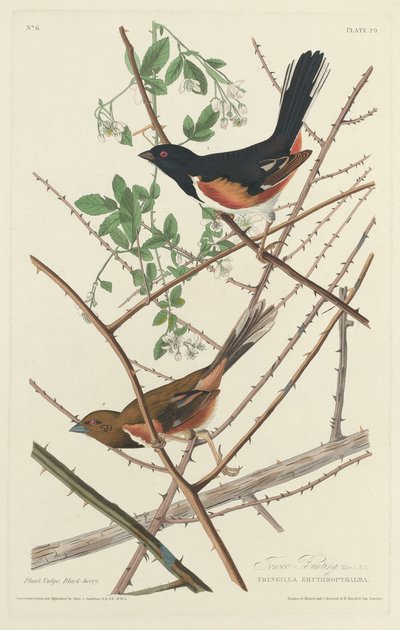 Towee Bunting da Robert Havell