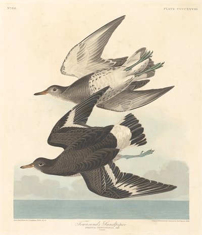 Piro-piro di Townsend, 1838 da Robert Havell