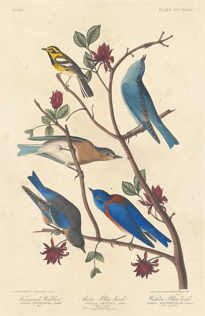 Warbler di Townsend, Uccello Blu Artico e Uccello Blu Occidentale, 1837 da Robert Havell