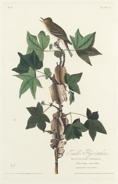 Pigliamosche di Traill da Robert Havell