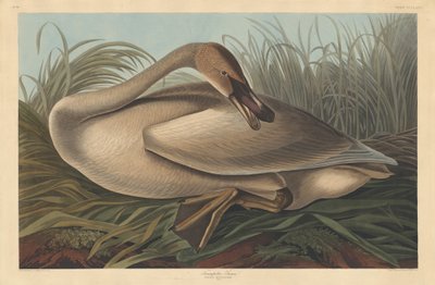 Cigno trombettiere da Robert Havell