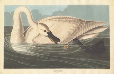 Cigno trombettiere, 1838 da Robert Havell