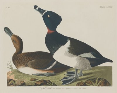 Moretta da Robert Havell