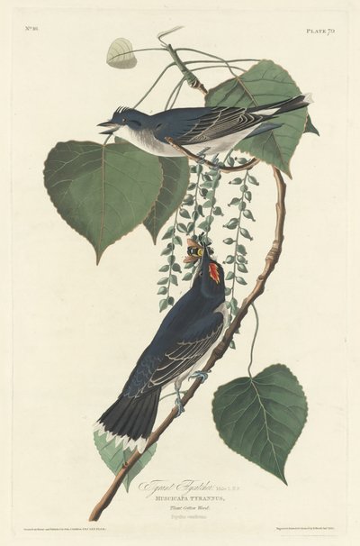 Tiranno pigliamosche da Robert Havell