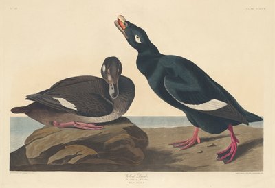 Anatra di velluto da Robert Havell
