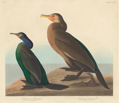Cormorano verde-viola e Cormorano di Townsend da Robert Havell