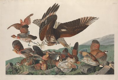 Pernice della Virginia, 1830 da Robert Havell