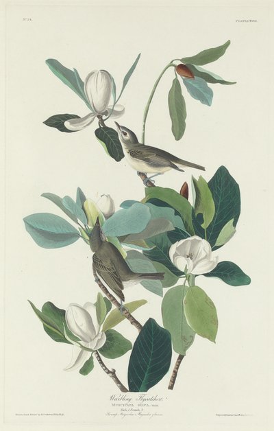Pigliamosche canoro, 1831 da Robert Havell